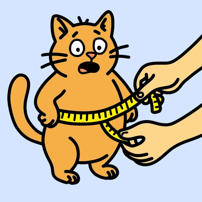 maine coon cat breeder ontario