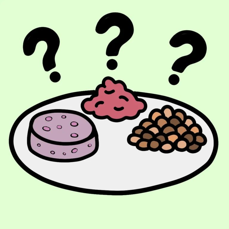 maine coon cat breeders ontario