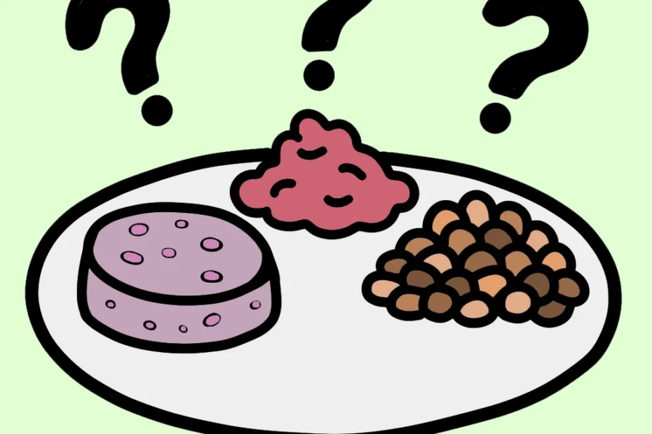 maine coon cat breeders ontario