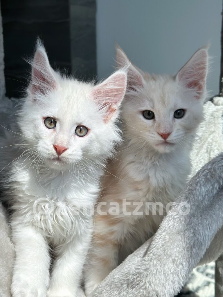 maine coon cat breeders ontario