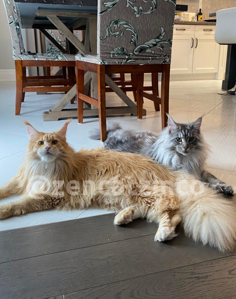 maine coon cat breeders ontario