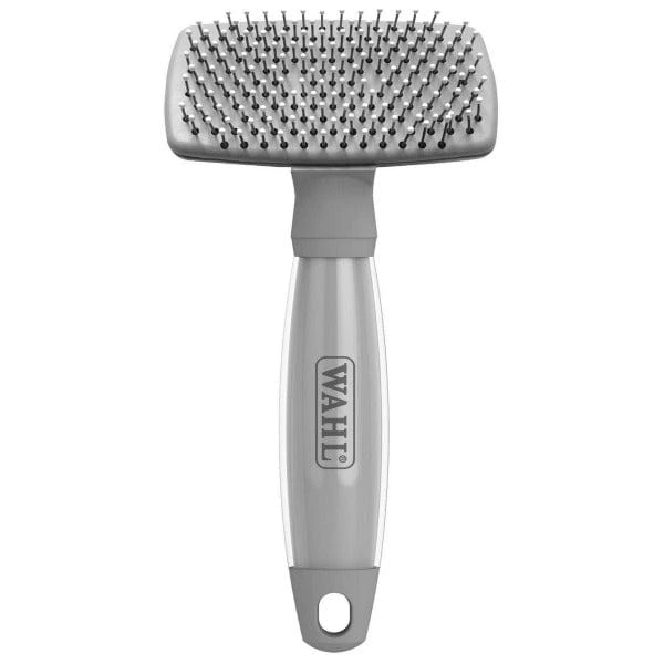 maine coon cat breeders ontario