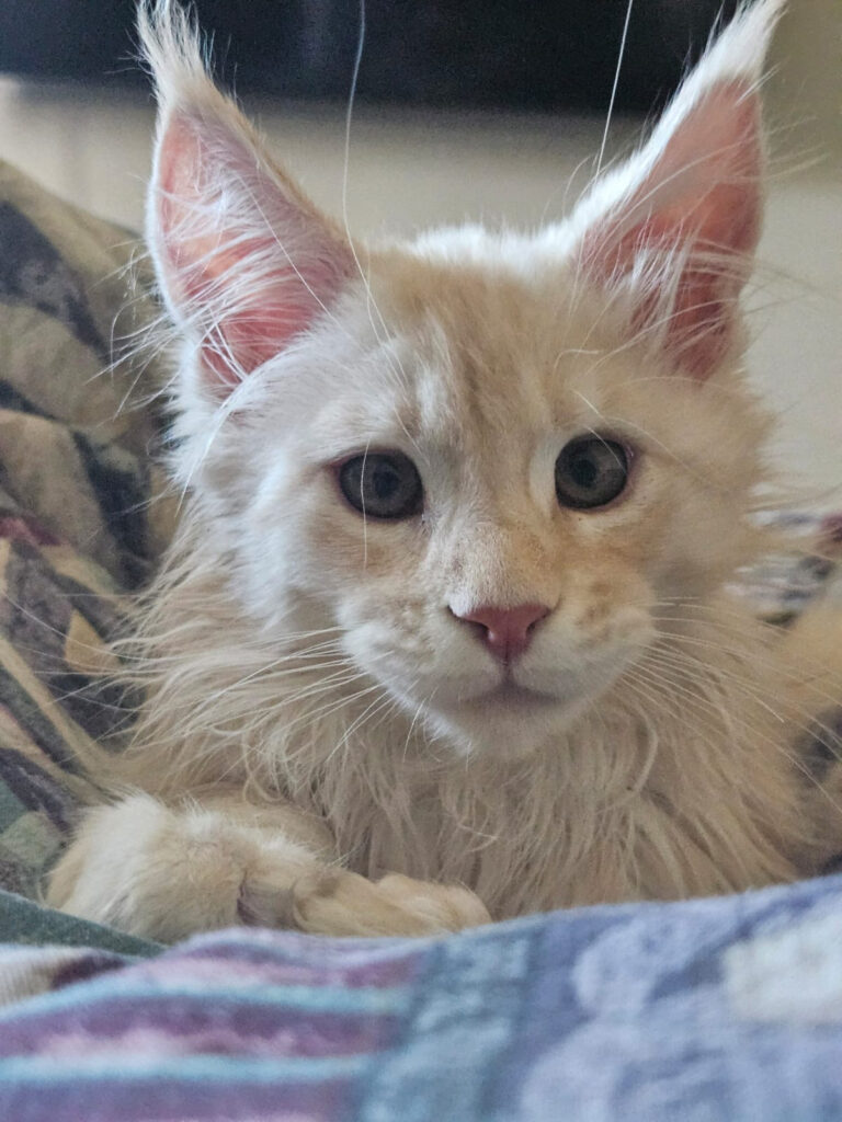 maine coon kittens canada available 2026