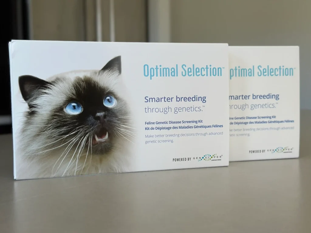 Maine Coon Canada responsible breeding health testing with Optimal Selection and UC Davis