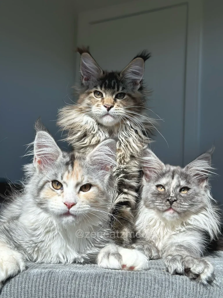 Maine Coon kittens in Ontario Canada raised by a responsible Maine Coon breeder at Zencatz