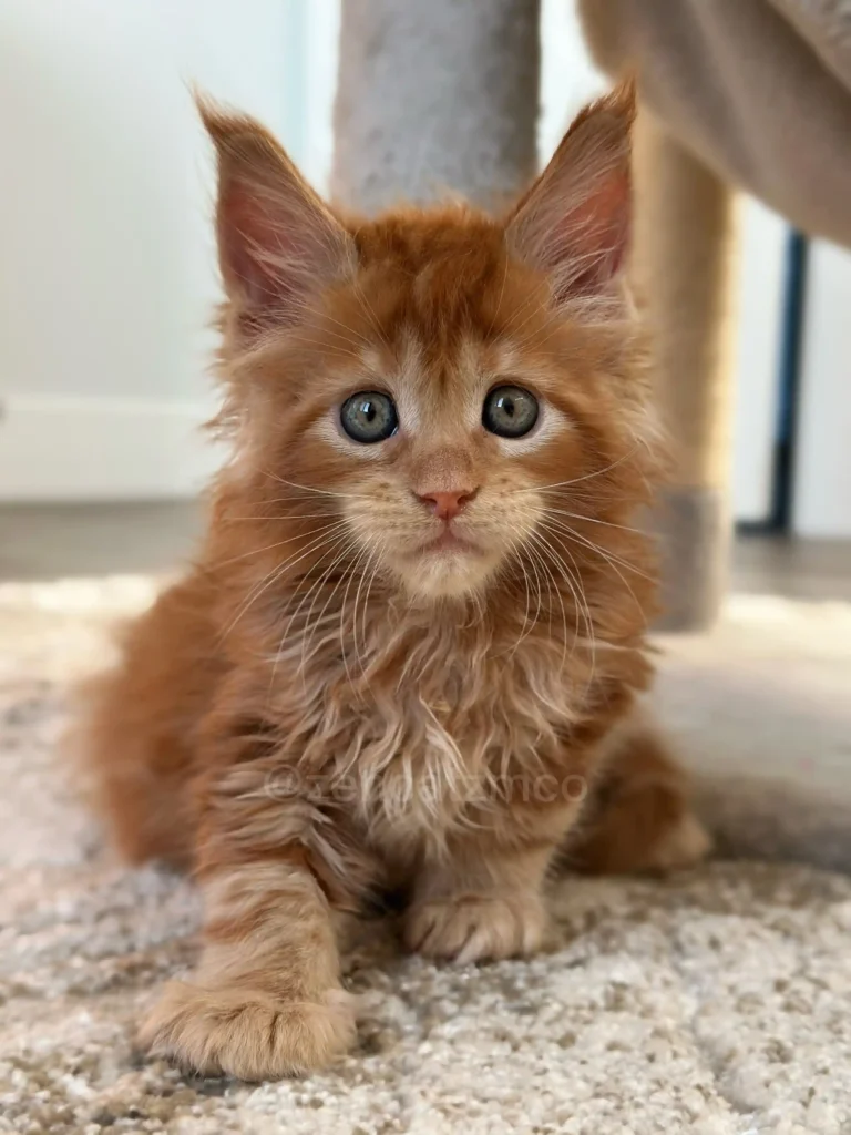 Maine Coon kittens for sale in Ontario from Zencatz Maine Coon cattery