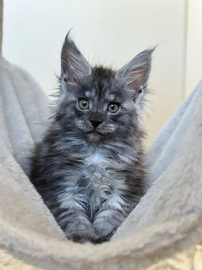 Black smoke Maine Coon kitten available to a loving home
