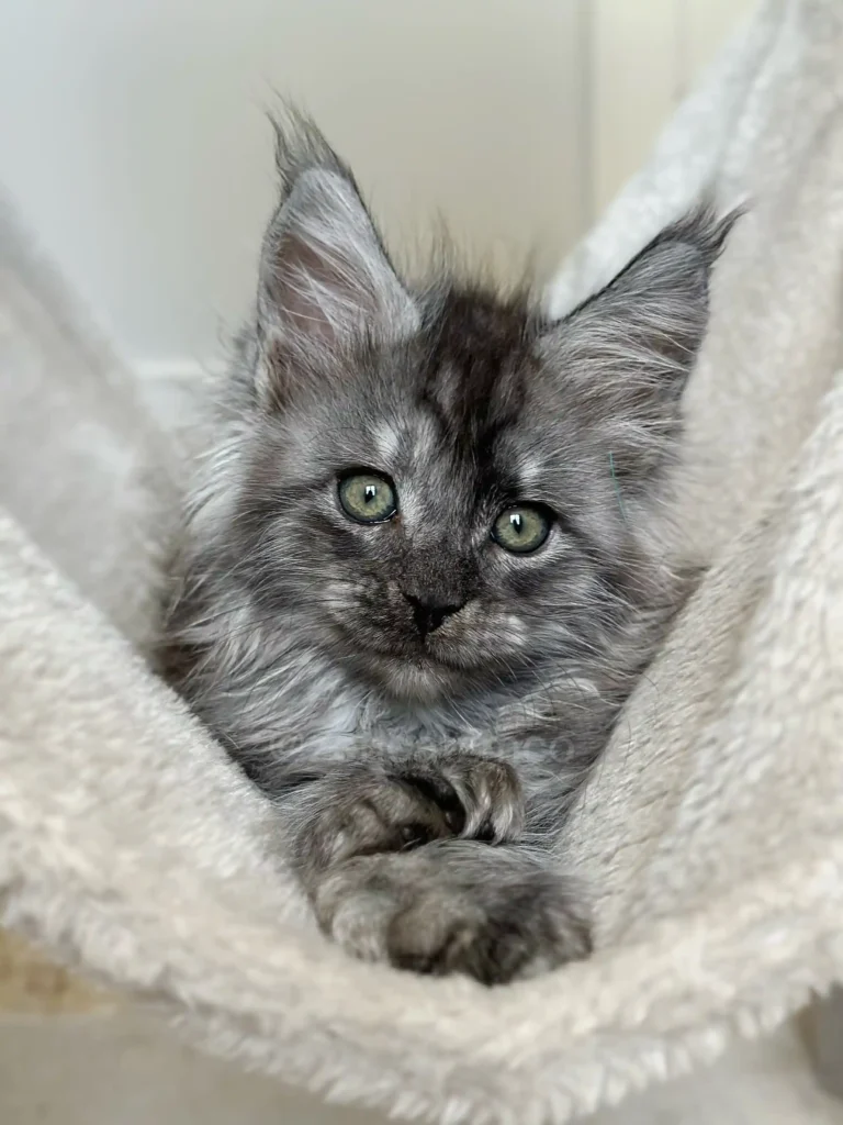 Maine Coon kitten from health-tested parents in Ontario