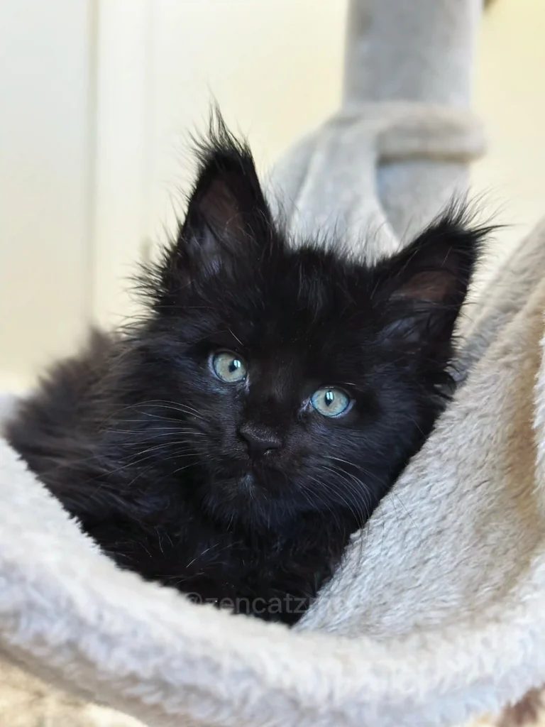 Purebred Maine Coon kitten available in Canada