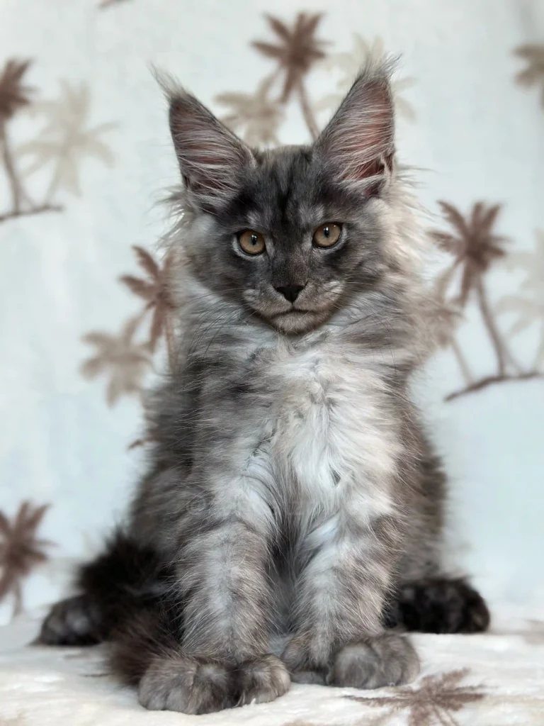 Black smoke polydactyl Maine Coon female kitten Ontario breeder, fluffy pedigree kitten for sale with extra toes