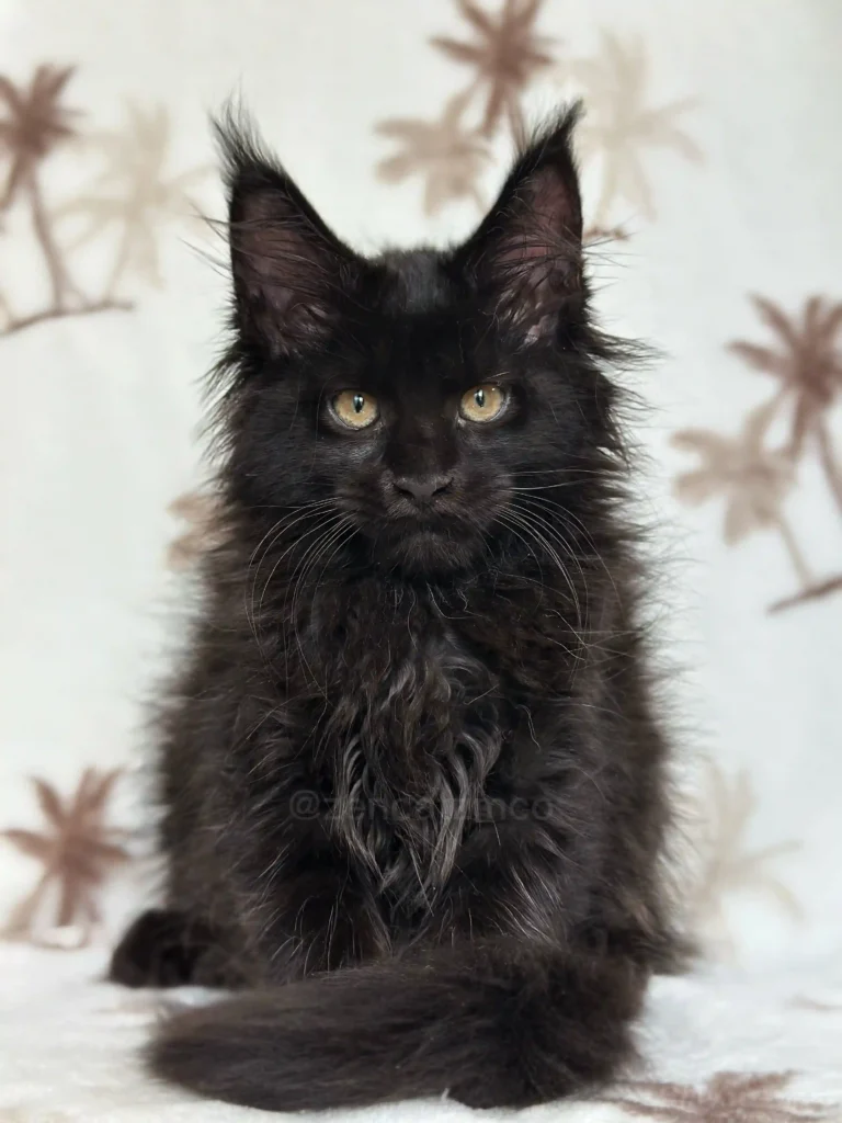 Black solid female Maine Coon kitten Ontario breeder, purebred fluffy kitten for sale