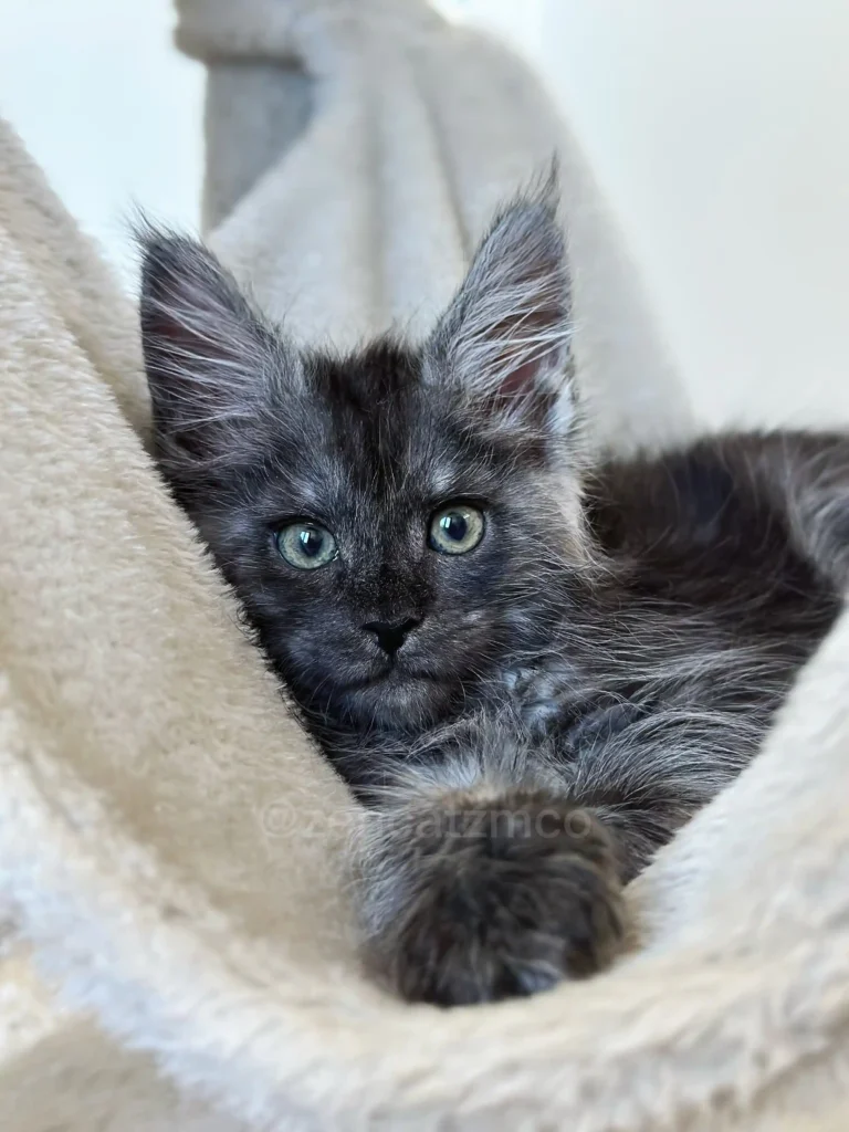 Maine Coon kittens for sale in Ontario