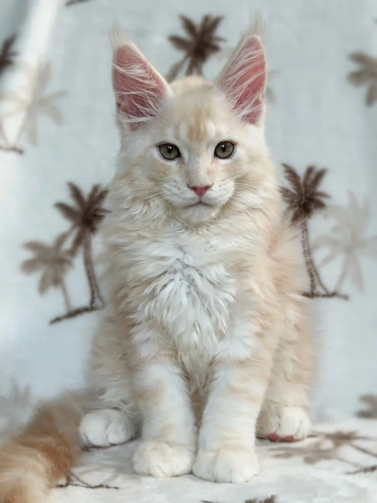 Male Maine Coon kitten from Toronto Ontario breeder, purebred kitten available for adoption