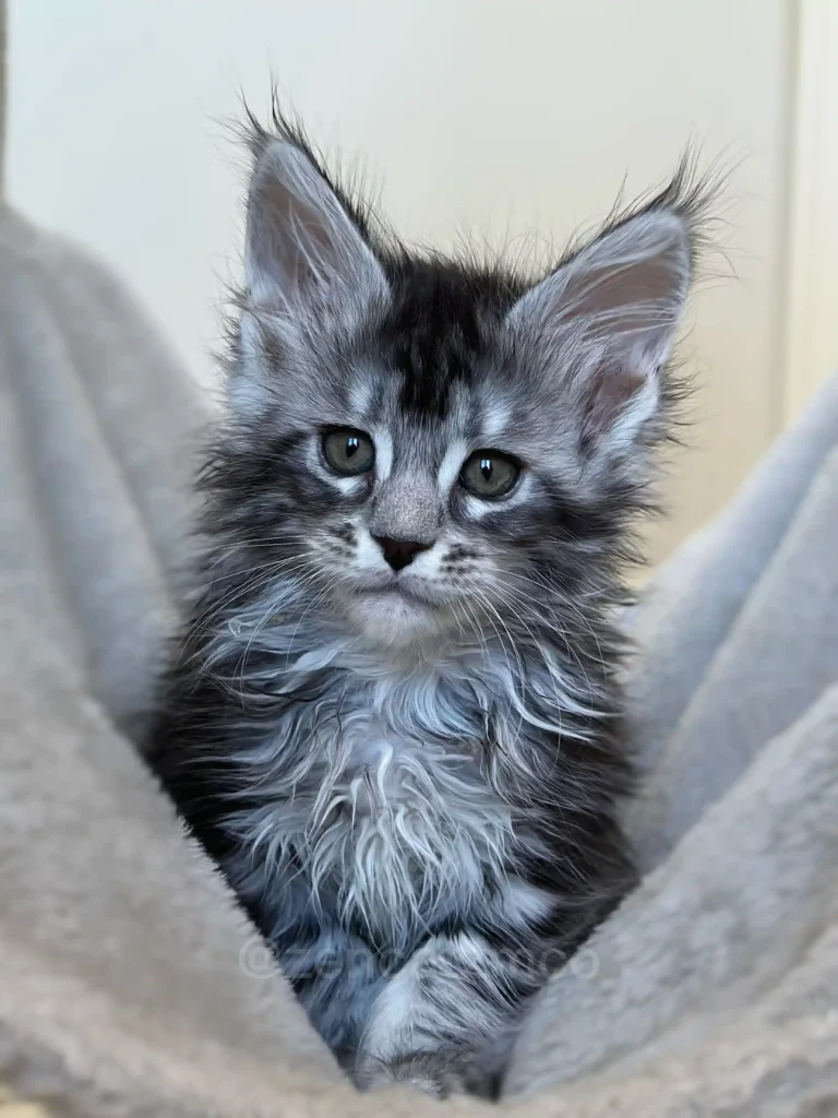 Silver Maine Coon kitten from an Ontario breeder
