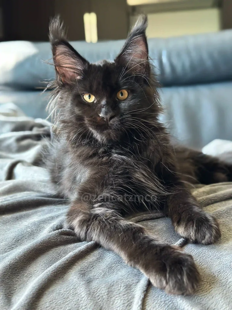 black solid maine coon toronto